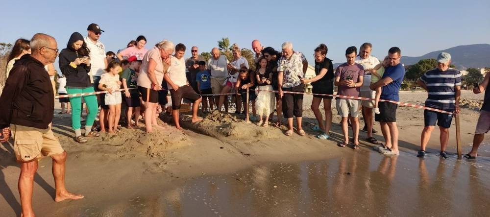 Caretta carettalar savaşı kazandı