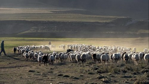 cobanlik-yaparken-universiteye-hazirlanan-vanli-muhammet-tip-fakultesini-kazandi-6054-dhaphoto4.jpg